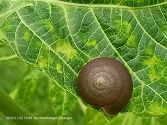 Quantula