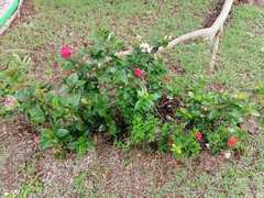 Ixora coccinea coccinea