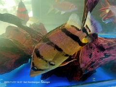 Datnioides