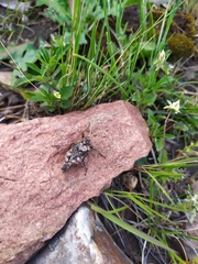 Spathalium audouinii