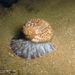 Atlantic Partridge Tun Snail - Photo (c) Gustavo F. de Carvalho-Souza, some rights reserved (CC BY-NC), uploaded by Gustavo F. de Carvalho-Souza
