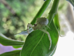 Thomisus citrinellus