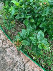 Ixora coccinea coccinea