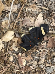 Melanis leucophlegma