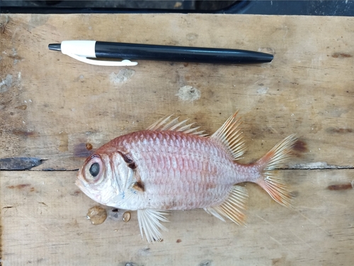 Randall's soldierfish (Myripristis randalli) — Holocentridae