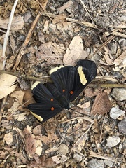 Melanis leucophlegma