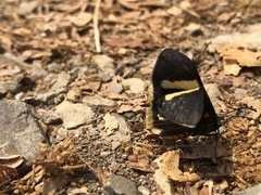 Melanis leucophlegma