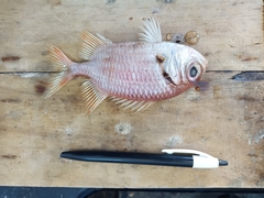 Myripristis randalli