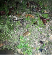 Rhinella beebei