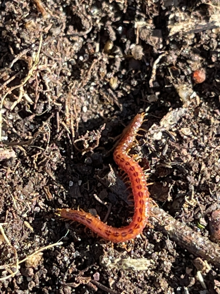 Strigamia branneri