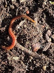 Strigamia branneri
