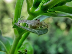 Thomisus citrinellus