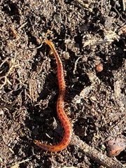 Strigamia branneri