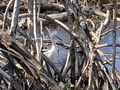Egretta thula image