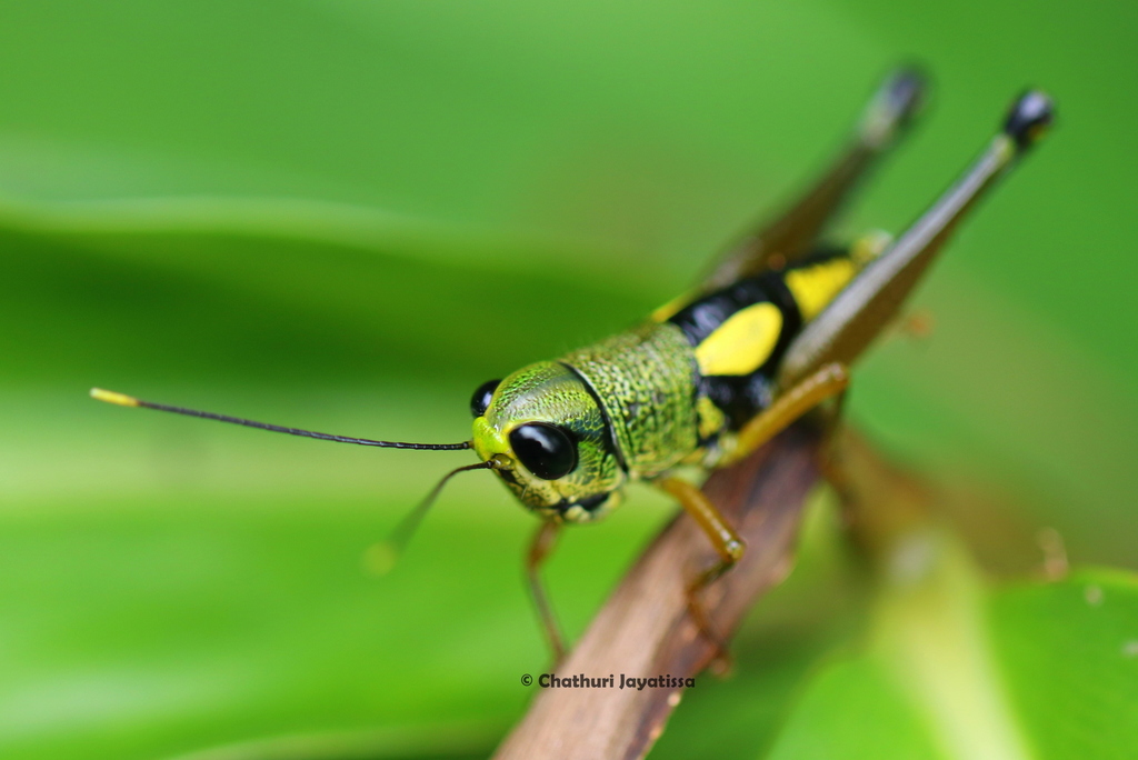 Henry's Yellow-winged Dwarf Bamboo Grasshopper
