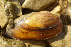 Unio elongatulus