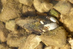 Unio elongatulus