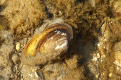 Unio elongatulus