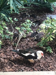 Cairina moschata domestica