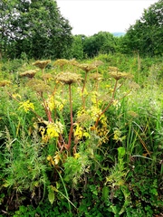 Angelica gmelinii