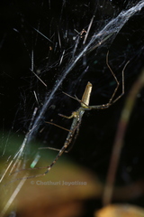 Psechrus