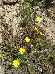 Crocanthemum brasiliense