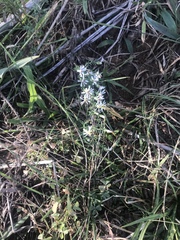 Chloracantha spinosa spinosa