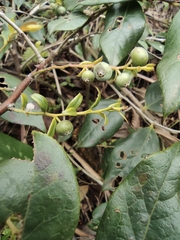 Vaccinium bracteatum