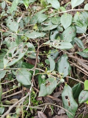 Vaccinium bracteatum