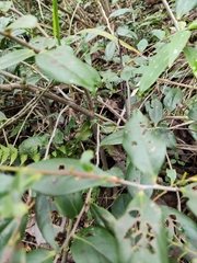Vaccinium bracteatum