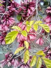 Tecomanthe dendrophila