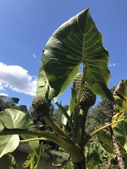 Montrichardia linifera