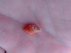 Pardalinops testudinaria
