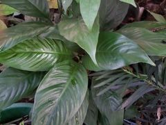 Spathiphyllum wallisii