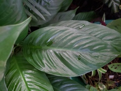 Spathiphyllum wallisii