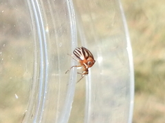 Phylloscelis atra