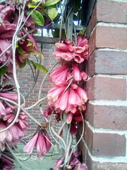 Tecomanthe dendrophila