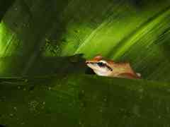 Pristimantis chiastonotus