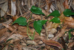 Alocasia cucullata