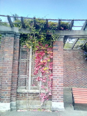 Tecomanthe dendrophila