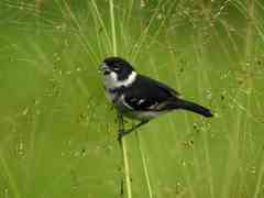 Sporophila americana