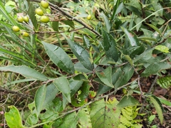 Photinia parvifolia
