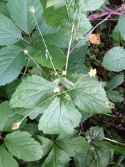 Geum × catlingii