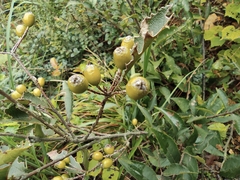 Photinia parvifolia