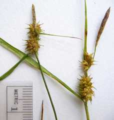 Carex cryptolepis