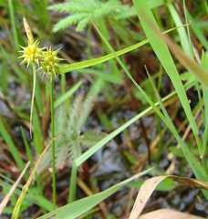 Carex cryptolepis