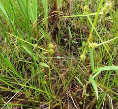 Carex cryptolepis