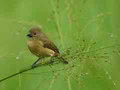 Sporophila americana