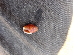 Pardalinops testudinaria