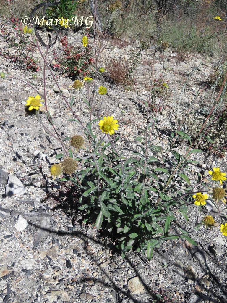 Verbesina mollis